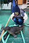 Harbour seal puppy / Phoca vitulina 