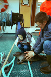 Harbour seal puppy / Phoca vitulina