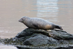 Harbour seal (Phoca vitulina), Eysturoy 2013