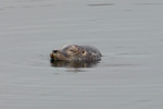 Steinkópur (Phoca vitulina), Eysturoy 2013