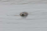 Harbour seal (Phoca vitulina), Eysturoy 2013