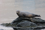  Spættet sæl (Phoca vitulina), Eysturoy 2013