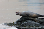  Spættet sæl (Phoca vitulina), Eysturoy 2013