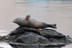 Harbour seal (Phoca vitulina), Eysturoy 2013