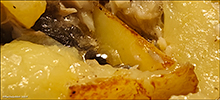 Seiur (Pollachius virens)