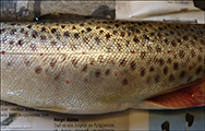 Vatnsl (Salmo trutta trutta)