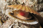 Jákupsskel / Aequipecten opercularis