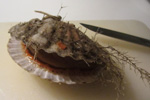 Jákupsskel / Aequipecten opercularis