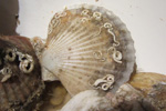 Jákupsskel / Aequipecten opercularis