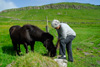 Føroyskt ross í Mykinesi / Færøsk hest på Mykines / Faroese horse in Mykines.