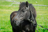 Føroyskt ross í Mykinesi / Færøsk hest på Mykines / Faroese horse in Mykines.