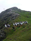 Lundar / Lunder / Puffins.