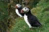 Lundar / Lunder / Puffins.