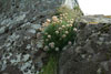 Sjógras og vakurt grót / Blomster med flot baggrund / Flowers growing on a beautiful wall.