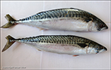 Makrelur / Makrel / Mackerel