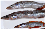 Nebbasild / Tobis / Sand eels