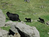 Tvílemba / Får med 2 lam / Sheep with two lambs.