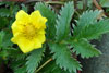 Gásamura / Potentilla anserina L.