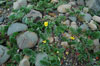 Gásamura / Potentilla anserina L.