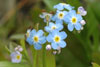 Mýrihoylús (Gloym meg ei) / Myosotis scorpioides.