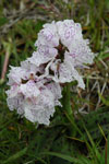 Tjaldursbørkubóndi / Dactylorhiza maculata (L.) Soó)