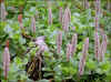 Loðpílur / Salix lanata L. / Salix lanata L.