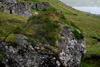 Steinur vi ymiskum vkstri  - harav baraldi / Sten med blandet vkst ovenp - blandt andet enebr / Stone with plants growing on the top - among others juniper.