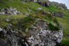 Steinur vi ymiskum vkstri  - harav baraldi / Sten med blandet vkst ovenp - blandt andet enebr / Stone with plants growing on the top - among others juniper.