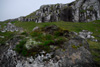 Steinur vi ymiskum vkstri  - harav baraldi / Sten med blandet vkst ovenp - blandt andet enebr / Stone with plants growing on the top - among others juniper.