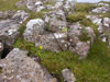 Blómur á Eiðiskolli / Planter på Eiðiskolli / Plants on Eiðiskolli