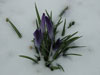 Vetrarblóma / Vinterblomst / Winter bloom