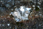 Tinna / Calcedon