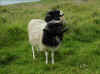 Verar / Vddere / Faroese rams