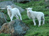 Lomb / Lam / Lambs.