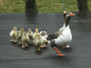 Gásafamilja / Gåsefamilie / Goose family.