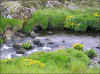 Tjóðarblóman sólja / Nationalblomsten engkabbeleje / The national flower Marsh marigold.