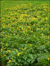 Tjóðarblóman sólja / Nationalblomsten engkabbeleje / The national flower Marsh marigold.