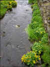 Tjóðarblóman sólja / Nationalblomsten engkabbeleje / The national flower Marsh marigold.
