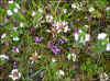 Summarblómur / Sommerplanter / Summer plants.