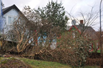 Okkara havi aftan á ódnina / Our garden after the hurricane 24.11.2011