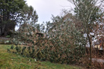 Okkara havi aftan á ódnina / Our garden after the hurricane 24.11.2011