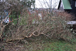 Okkara havi aftan á ódnina / Our garden after the hurricane 24.11.2011