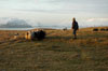 Seyðahundarnir í venjing / Fårehundene bliver trænet / Training the sheep dogs.