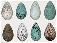 Lomvigaregg / Guillemot eggs