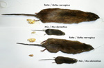 Skinned rat and mouse