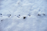 Tracks of footsteps from rats on Nólsoy 01.02.2010