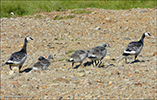 Brandgæs við ungum (Branta leucopsis), Gróthúsvatn, Sandoy 08.07.2014