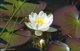 Hvít nykurt (Nymphaea alba L.), Sandoy 08.07.2014