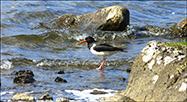 Tjaldur (Haematopus ostralegus)