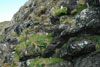 Nátar á reiðri  í Sandoy / Mallemukker på rede i Sandoy / Breeding fulmars in Sandoy.